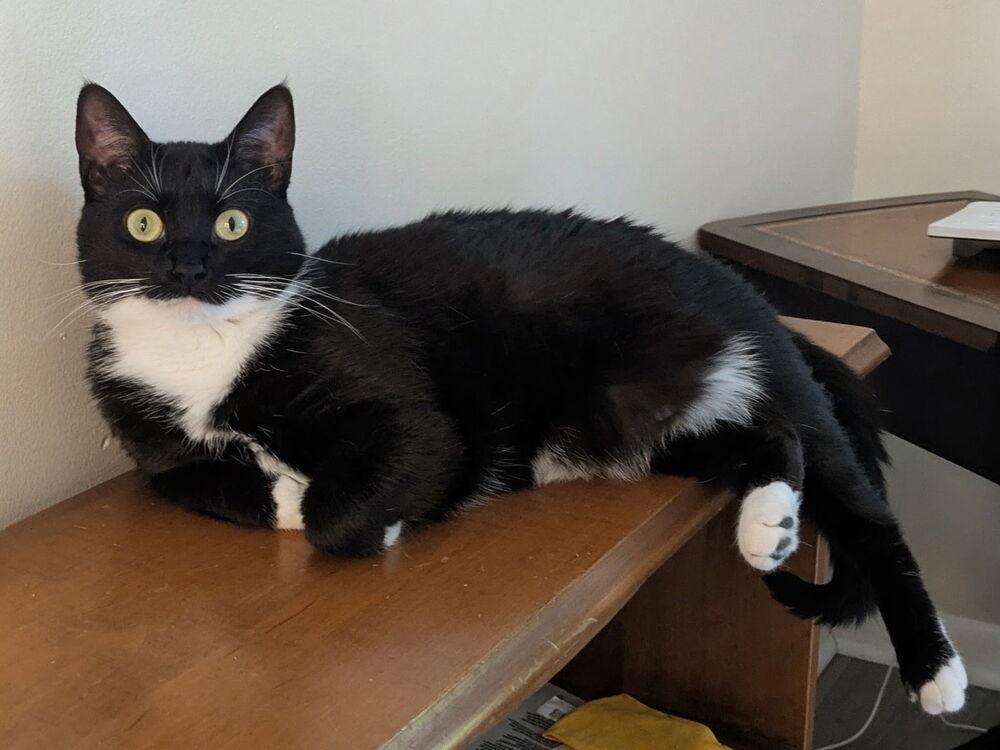 Huntrix, a Adoptable Domestic Short Hair in Greenbelt, MD image 3/4