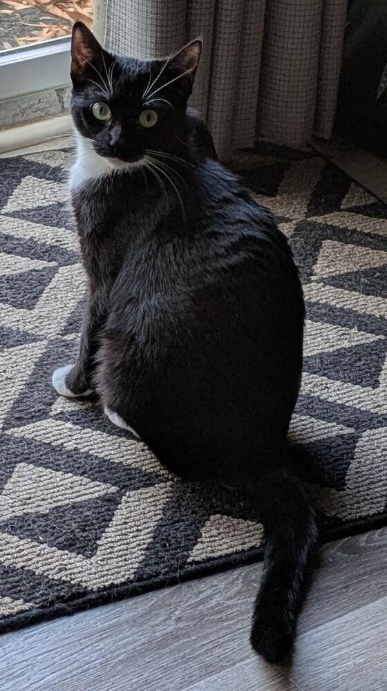 Enlarge Huntrix, a Adoptable Domestic Short Hair in Greenbelt, MD image 4/6