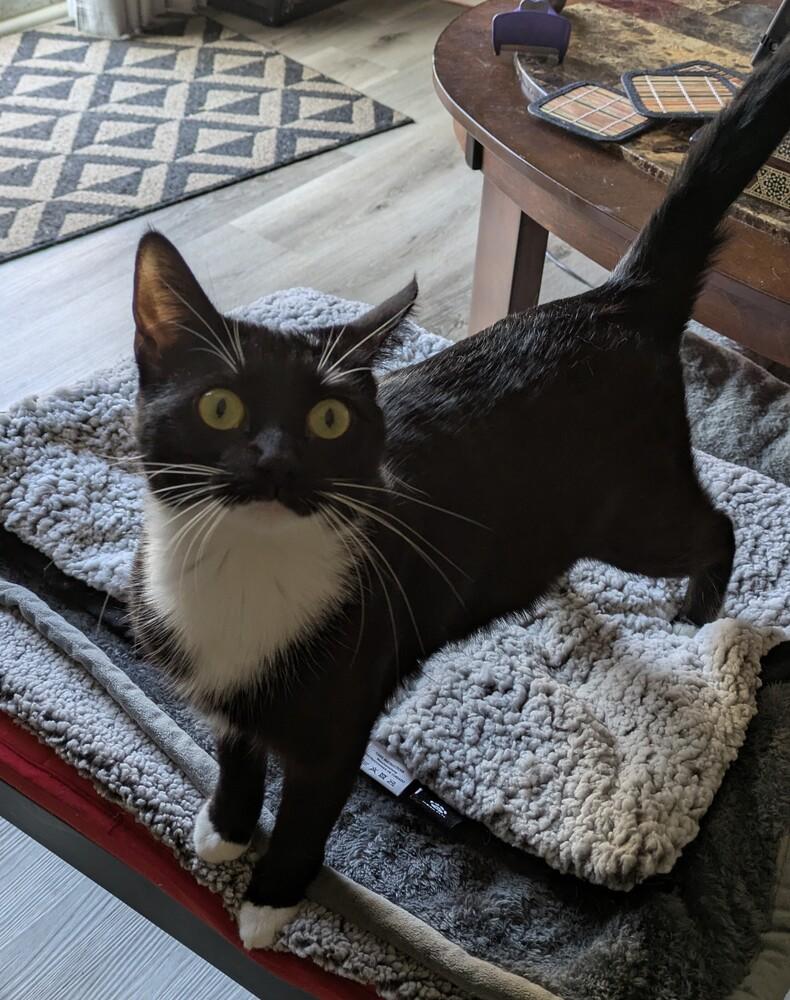 Enlarge Huntrix, a Adoptable Domestic Short Hair in Greenbelt, MD image 5/6