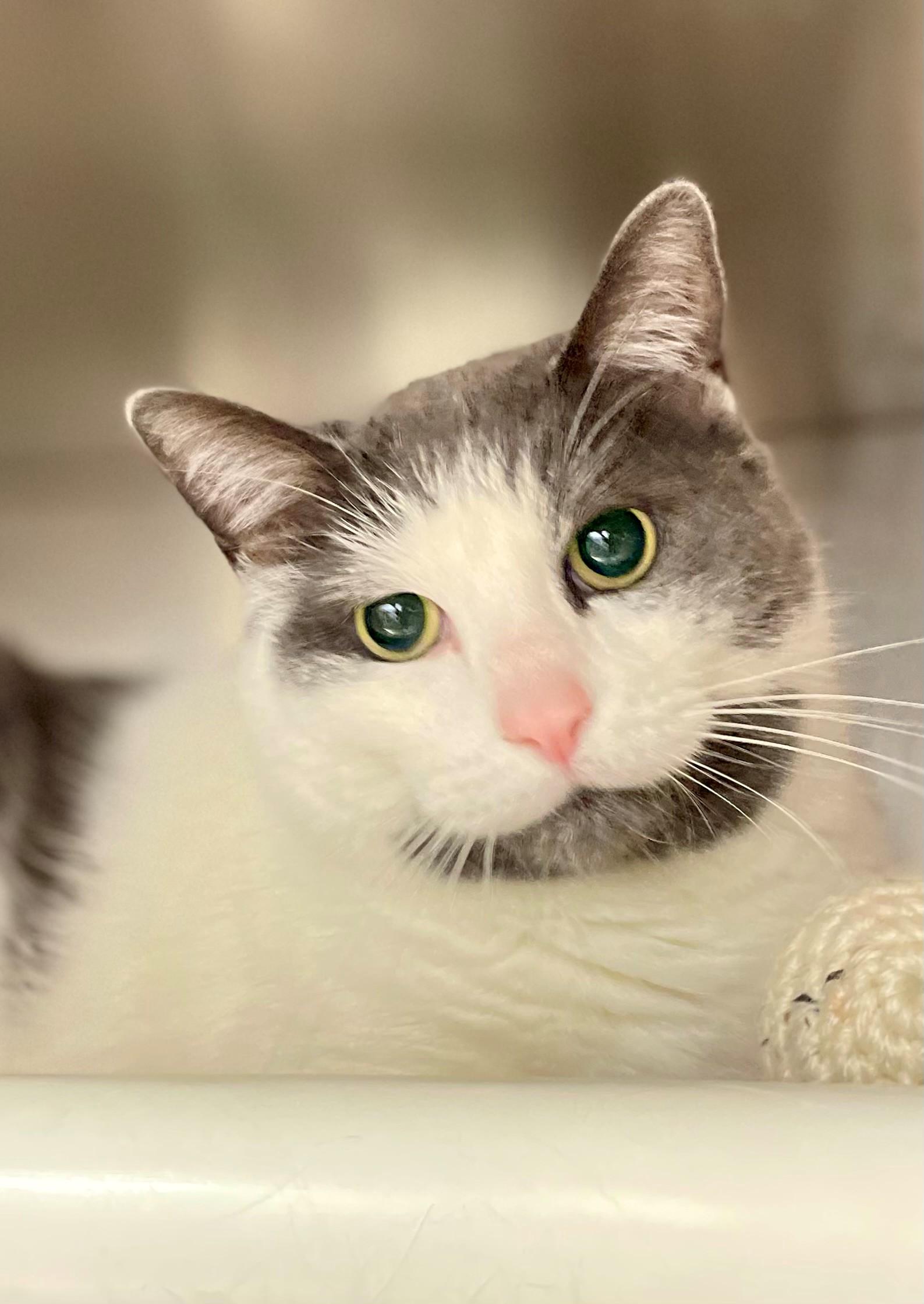 Mittens, an adopted Domestic Short Hair in Hamilton, ON image 2/4