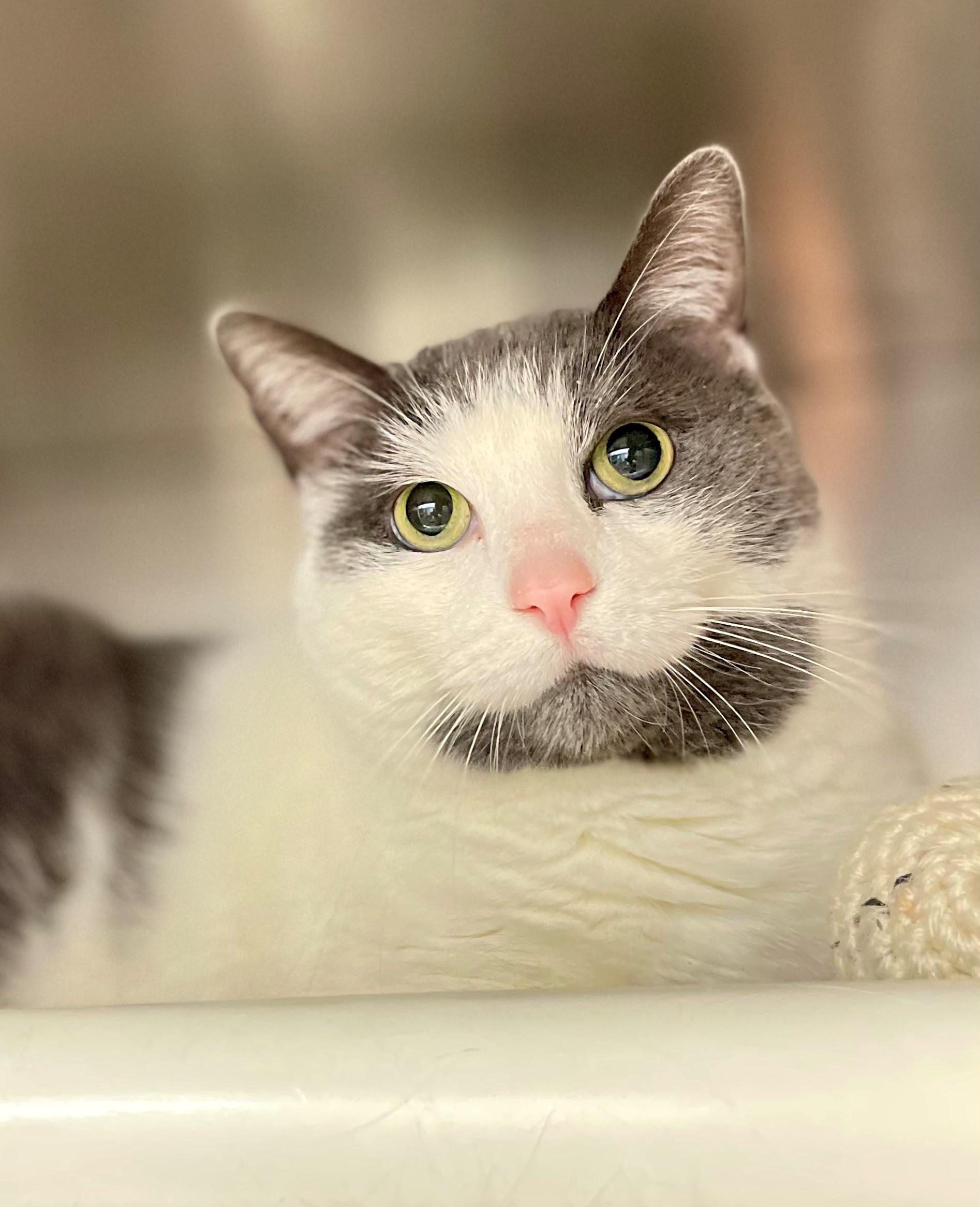 Mittens, an adopted Domestic Short Hair in Hamilton, ON image 3/4