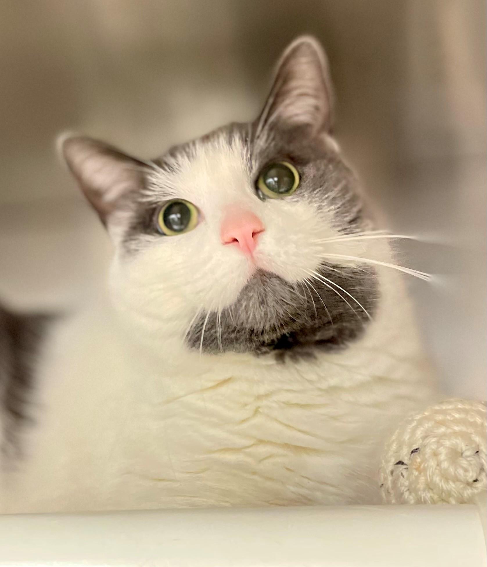 Mittens, an adopted Domestic Short Hair in Hamilton, ON image 4/4