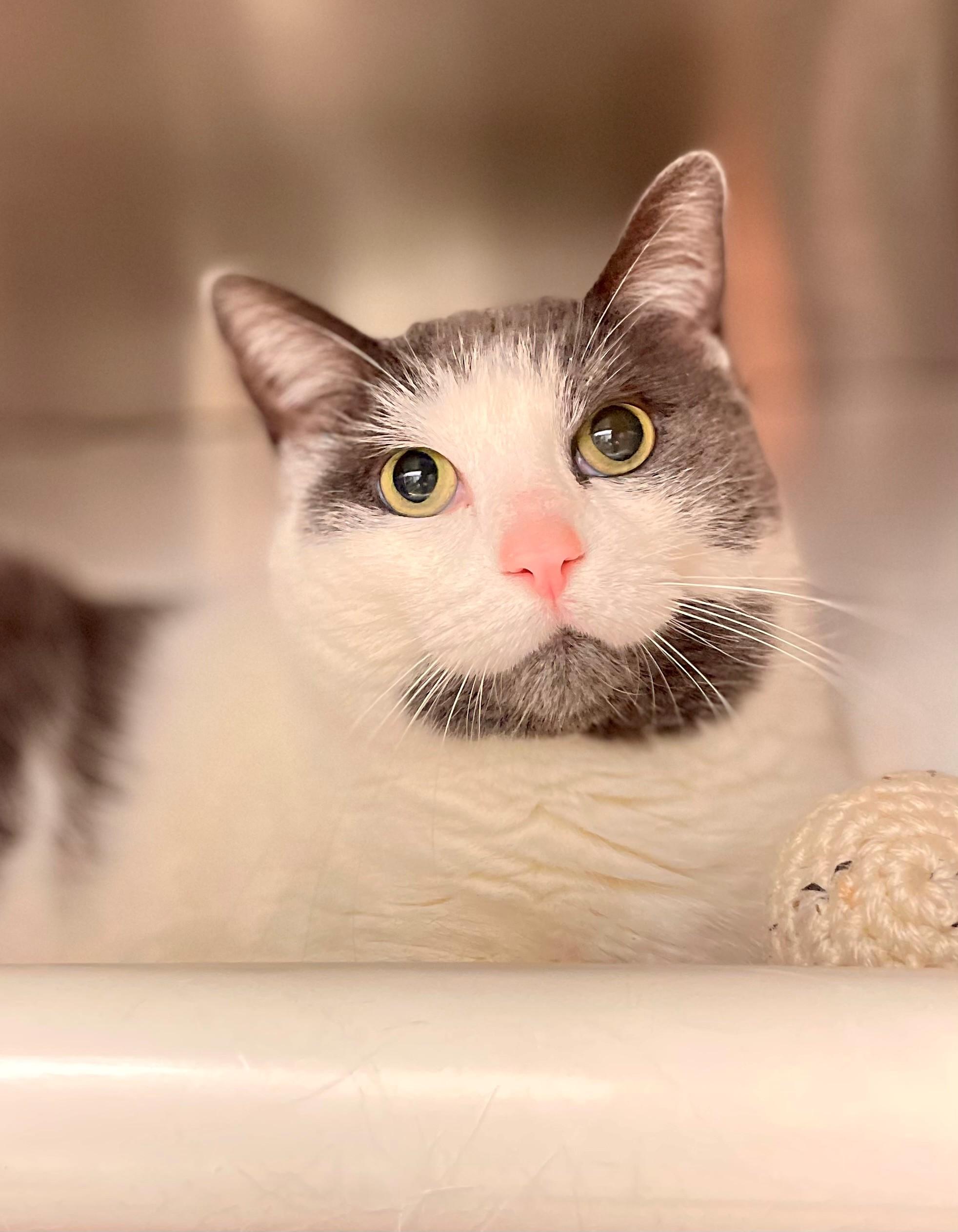 Mittens, an adopted Domestic Short Hair in Hamilton, ON image 1/4