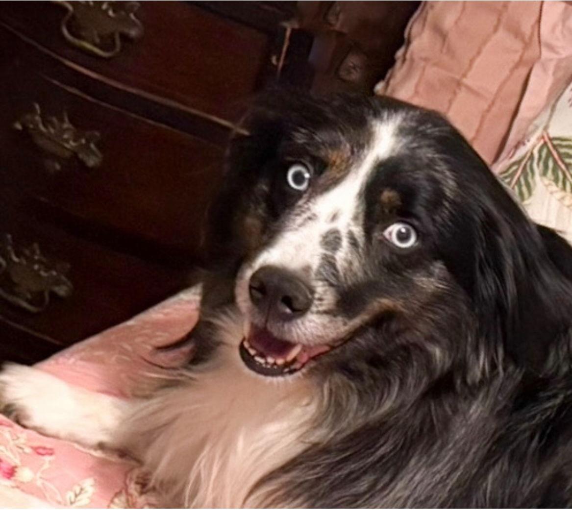 BlitZen, Adopted, Adult Male Australian Shepherd.