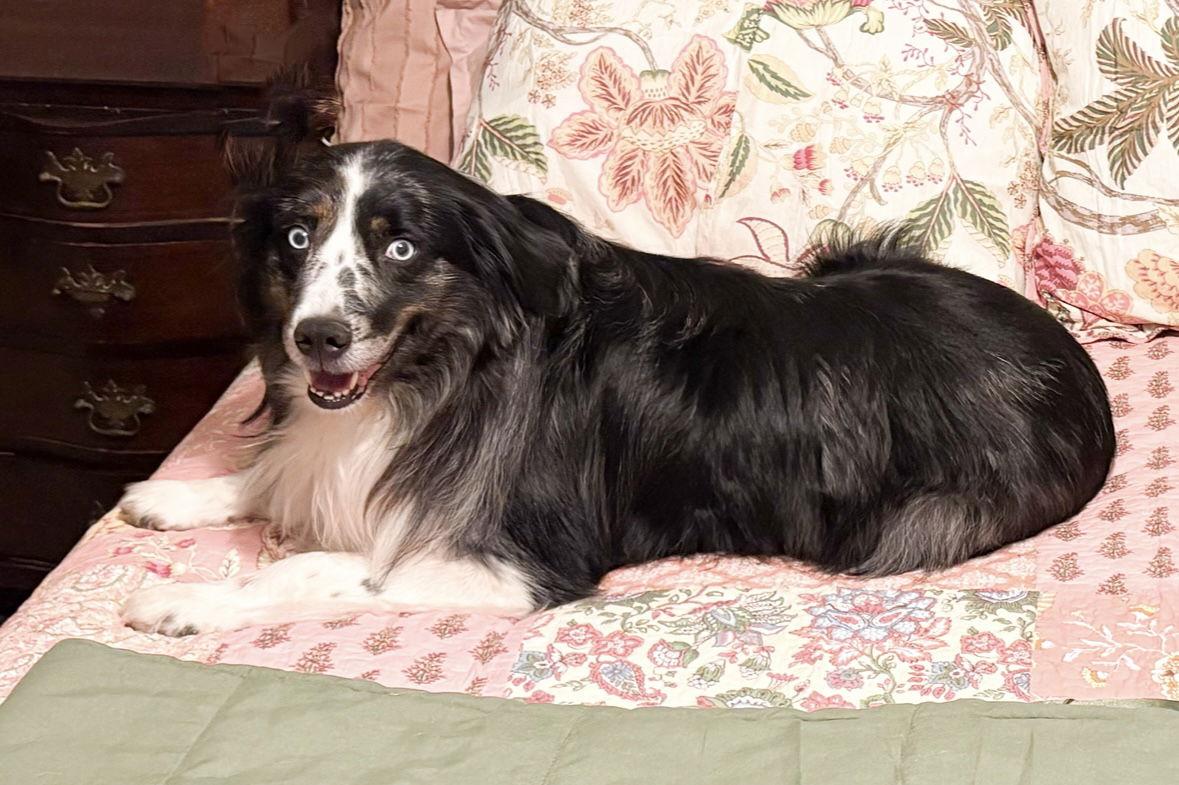 Enlarge BlitZen, a Adopted Australian Shepherd in Dallas, TX image 2/3