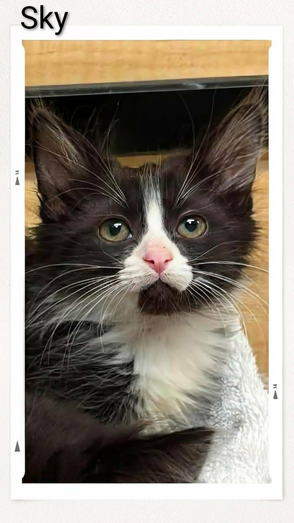 Enlarge Sky, a Adoptable Domestic Medium Hair in Caistor Centre, ON image 1/1