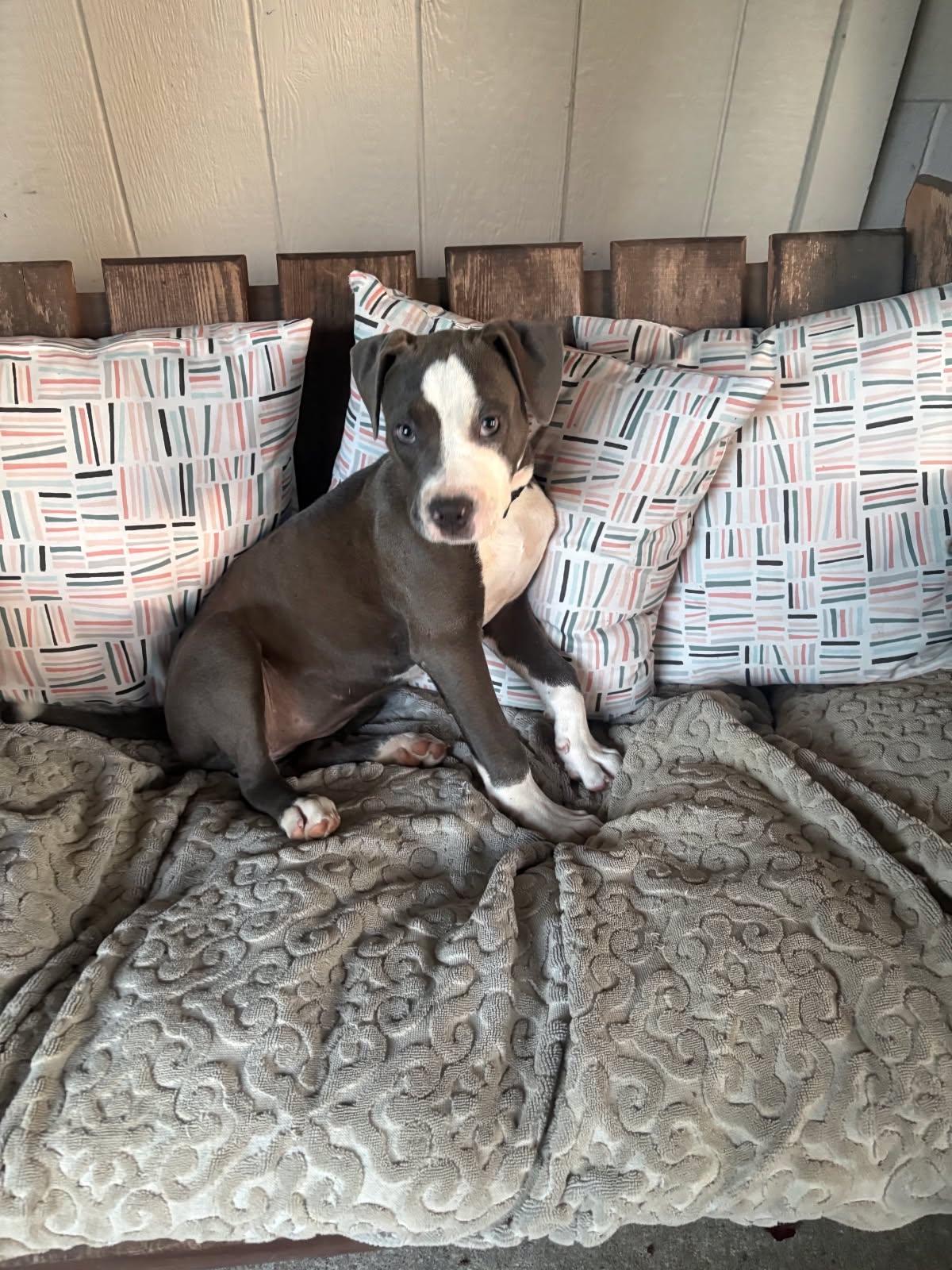 Enlarge Maisie, an adopted mixed breed in Grants Pass, OR image 5/5