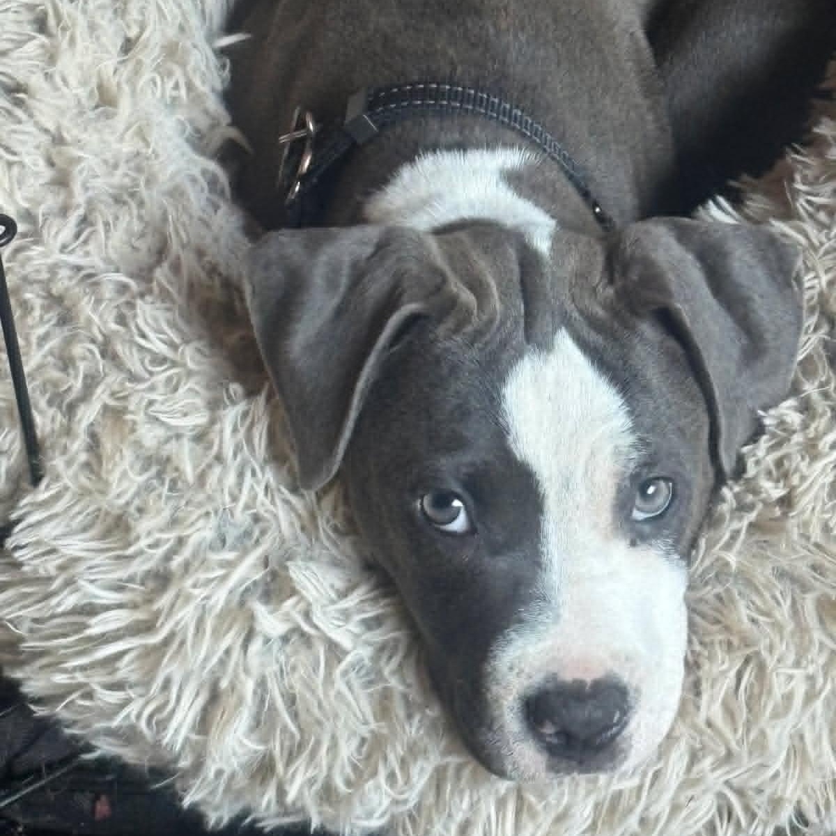 Maisie, adopted, Puppy Female Pit Bull Terrier.