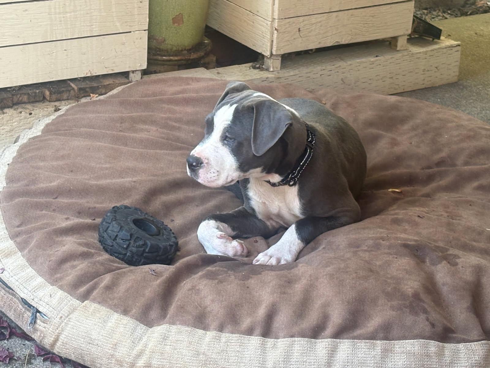 Enlarge Maisie, an adopted mixed breed in Grants Pass, OR image 4/5
