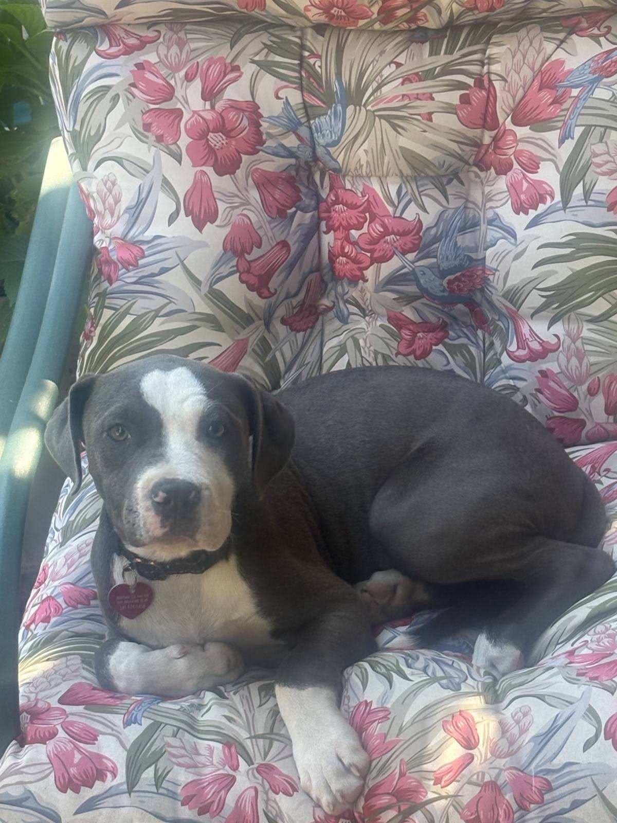Enlarge Maisie, an adopted mixed breed in Grants Pass, OR image 3/5