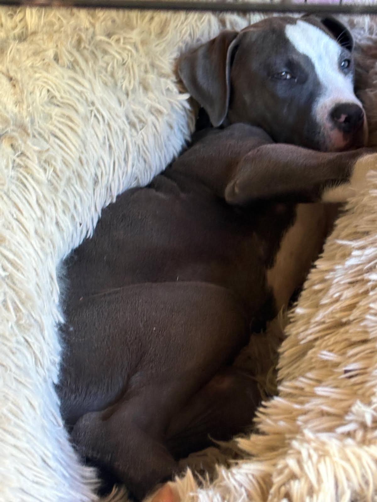 Enlarge Maisie, an adopted mixed breed in Grants Pass, OR image 2/5