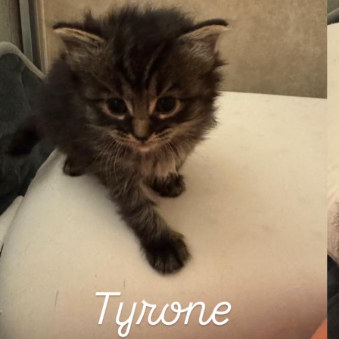 Enlarge Tyrone, a Adoptable Domestic Short Hair in Bel Air, MD image 1/1