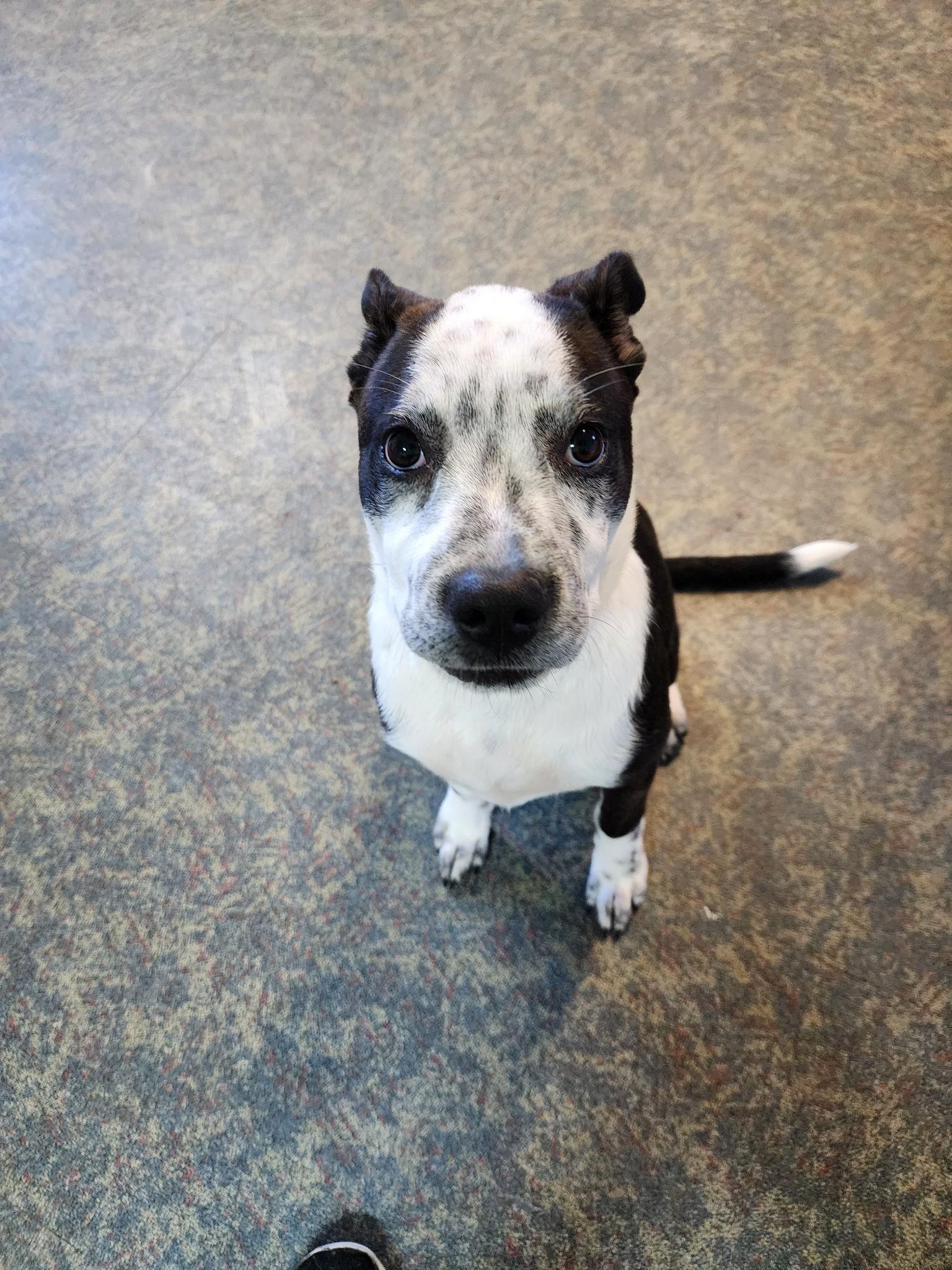 Enlarge Blast, a Adoptable Terrier in Blytheville, AR image 1/1