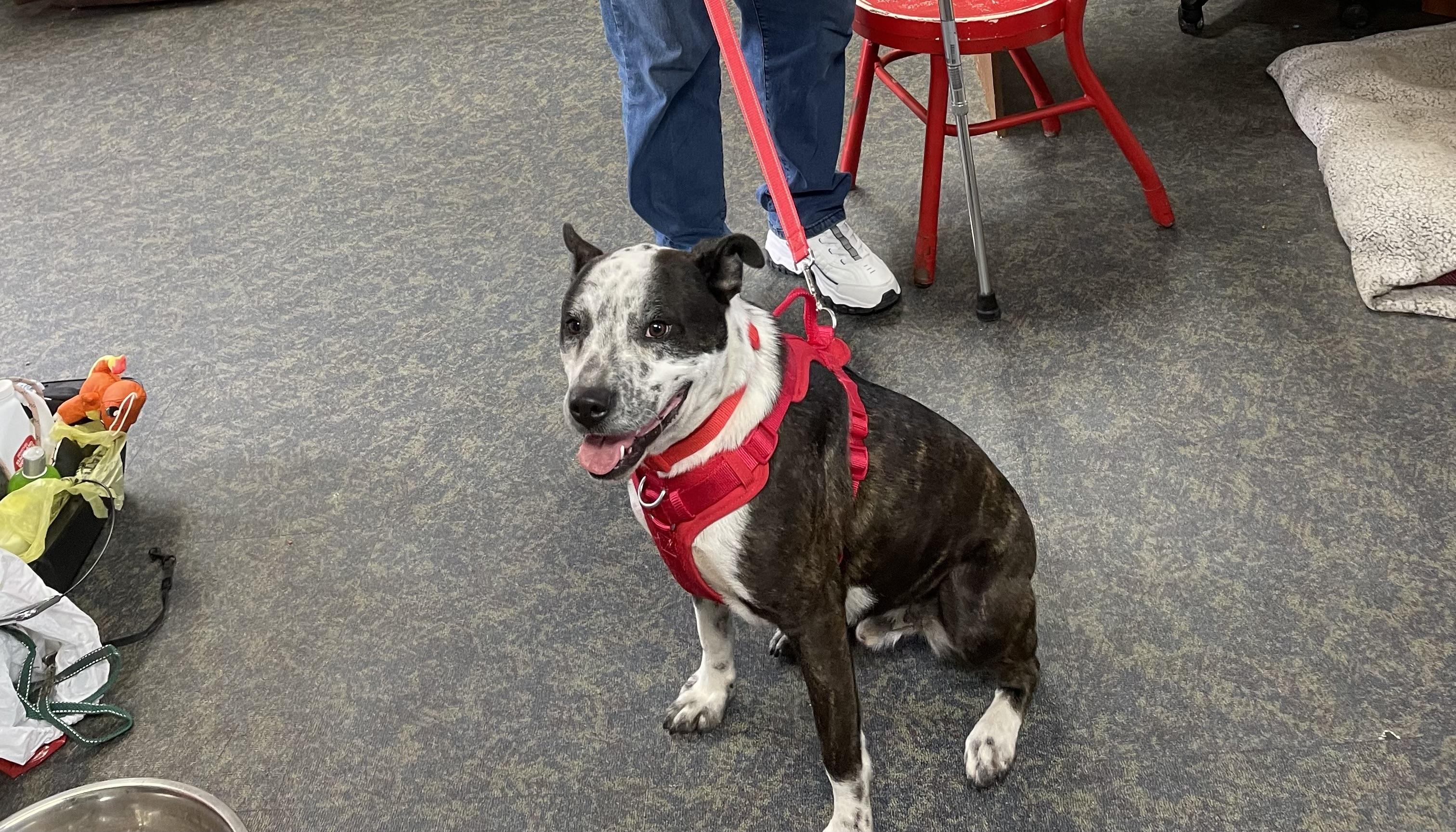 Enlarge Blast, a Adoptable Terrier in Blytheville, AR image 2/2