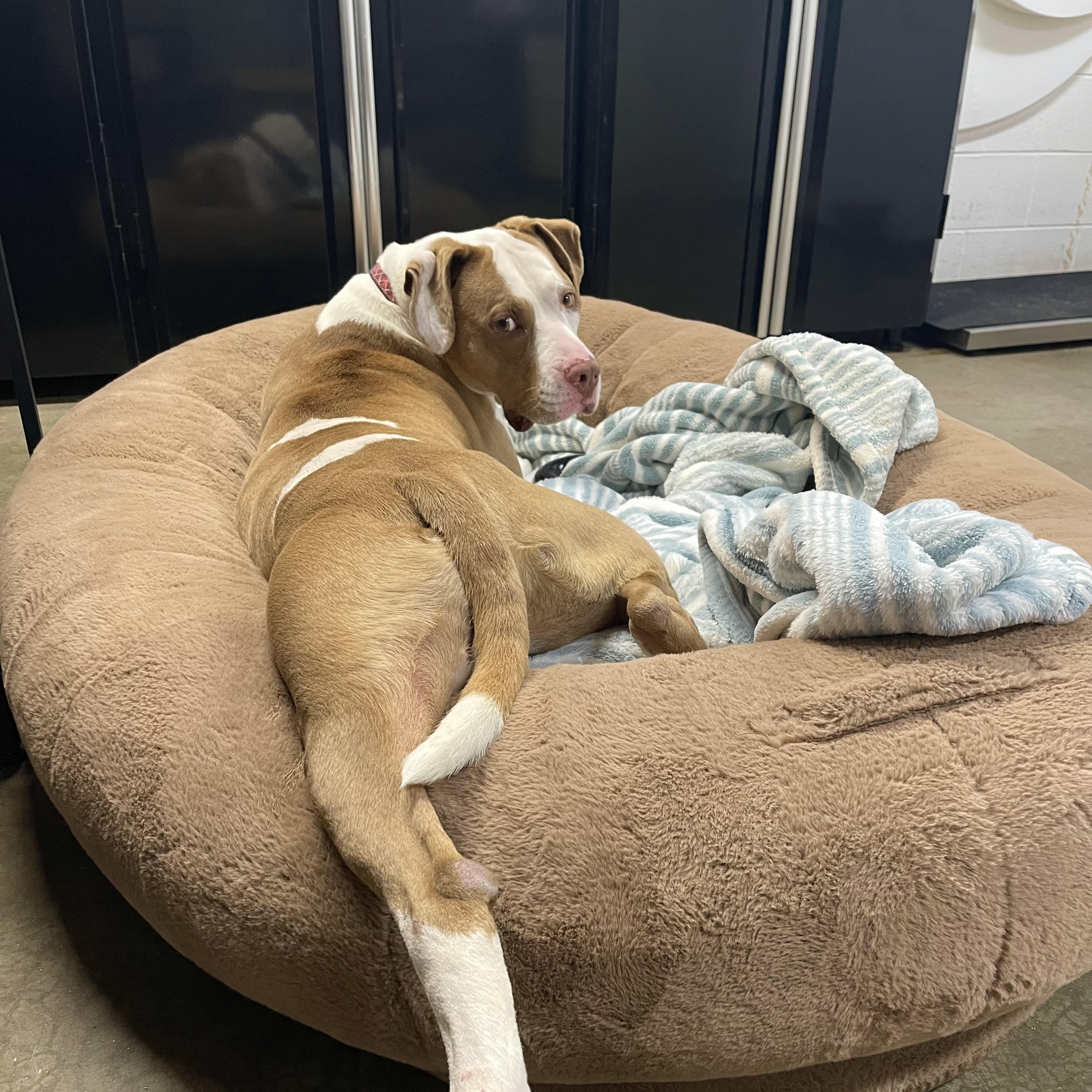 Enlarge Gilbert, an adoptable mixed breed in Lake Odessa, MI image 3/6