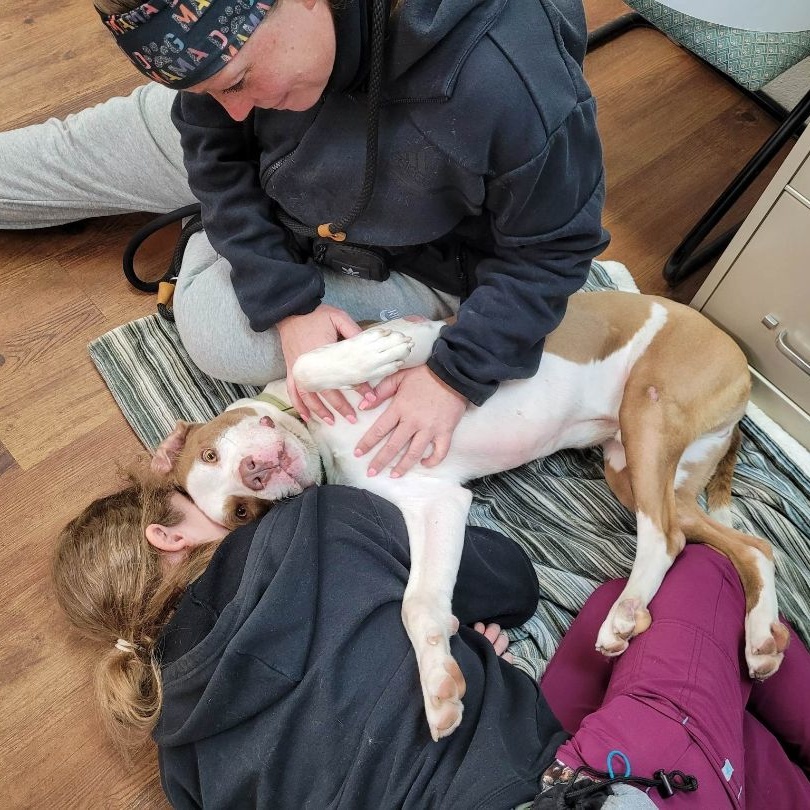 Enlarge Gilbert, an adoptable mixed breed in Lake Odessa, MI image 4/6