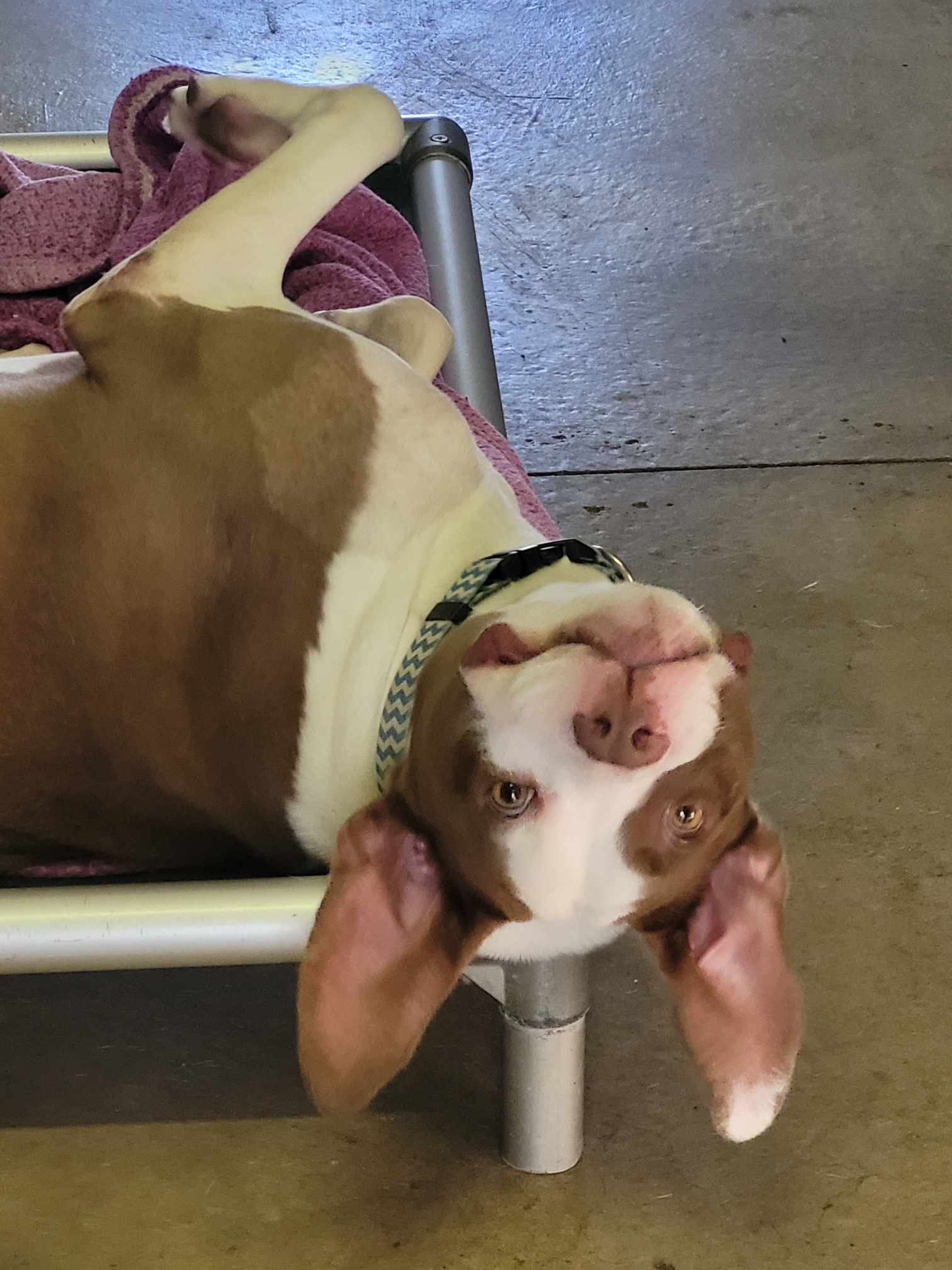 Enlarge Gilbert, an adoptable mixed breed in Lake Odessa, MI image 5/6