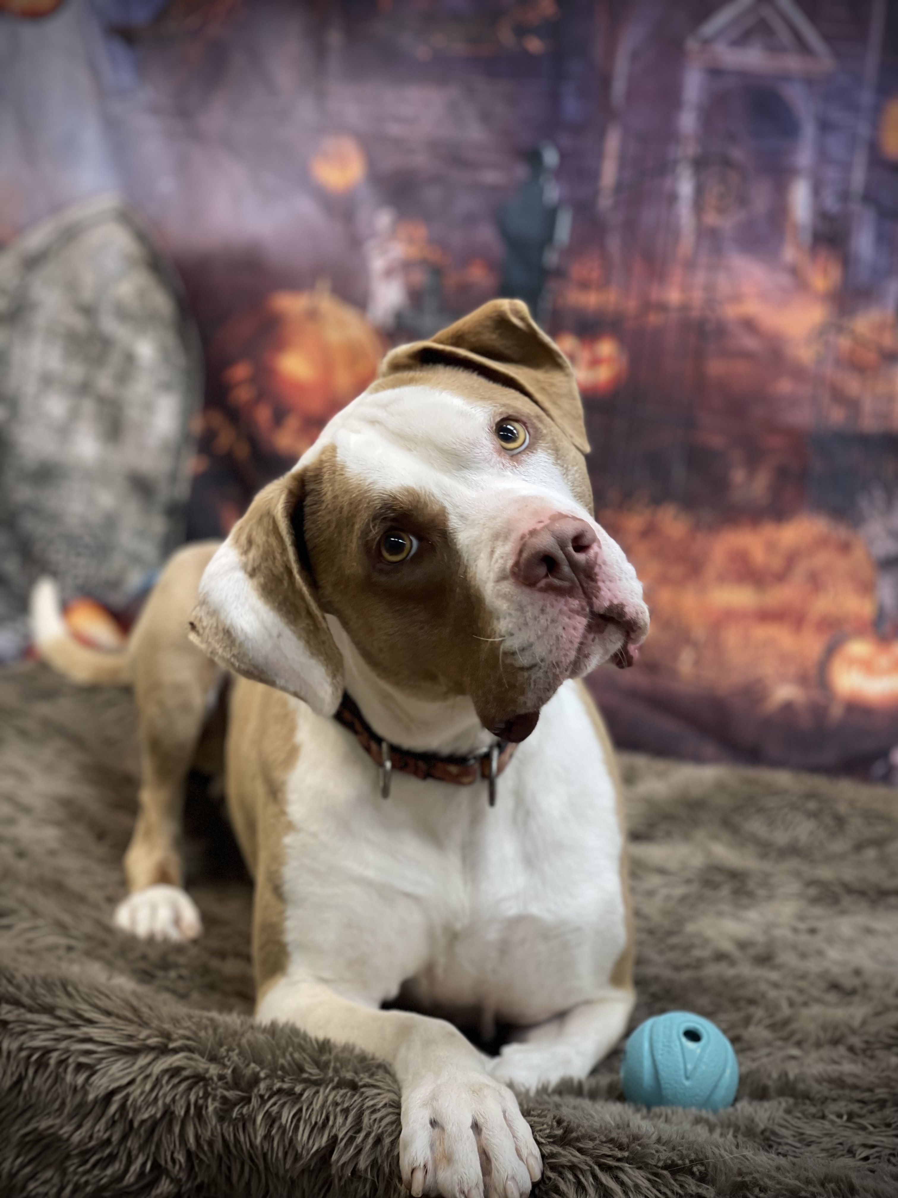 Enlarge Gilbert, an adoptable mixed breed in Lake Odessa, MI image 2/6