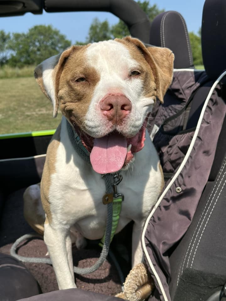 Enlarge Gilbert, an adoptable mixed breed in Lake Odessa, MI image 6/6