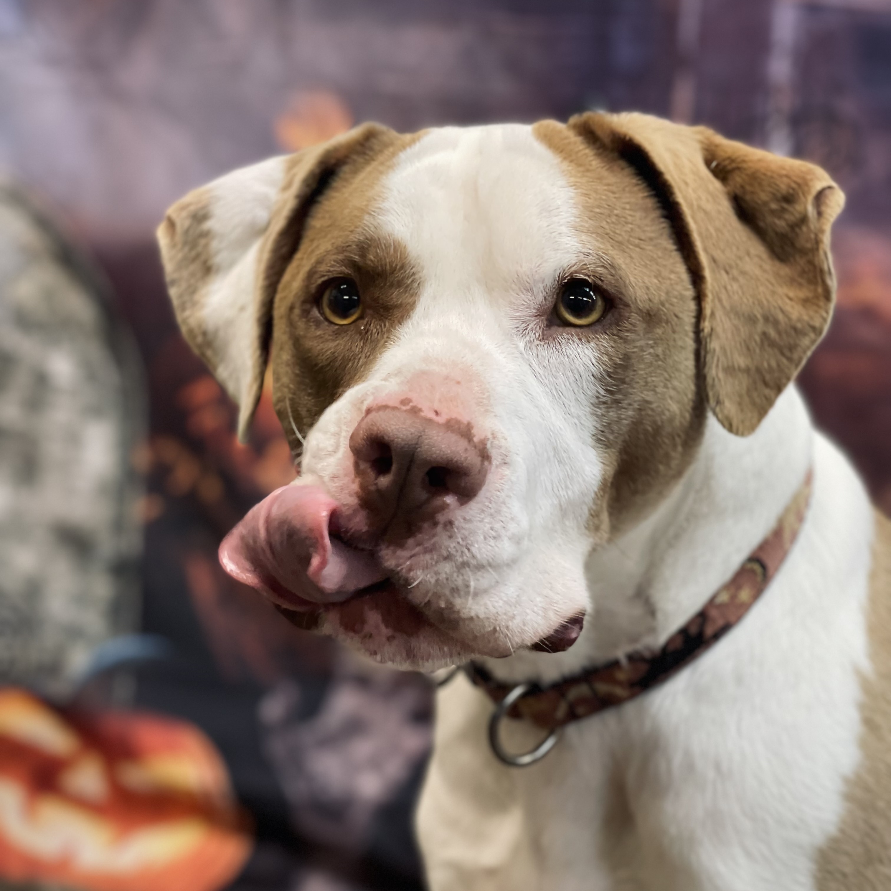 Gilbert, Adoptable, Adult Male Terrier.