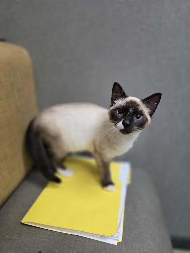 Enlarge Scamp, an adopted Snowshoe in Homewood, IL image 1/1