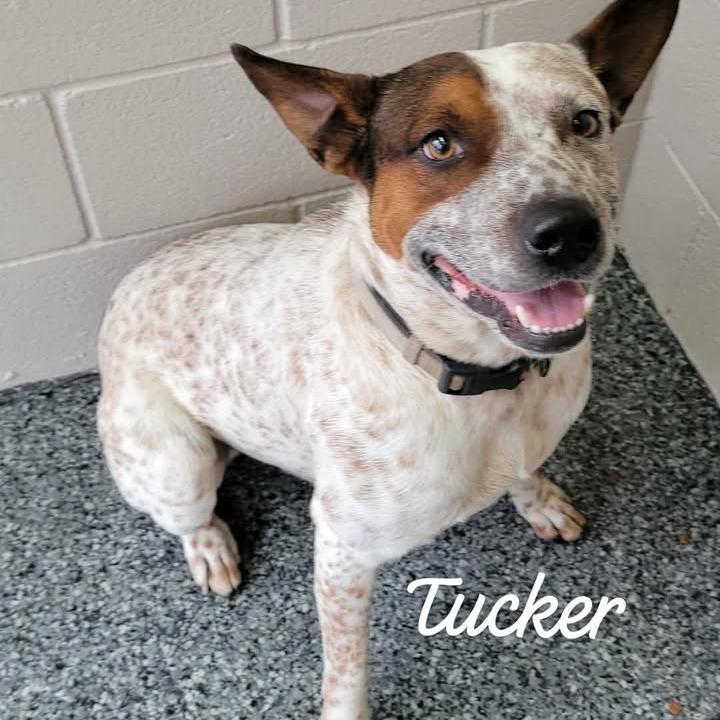 Tucker, Adoptable, Adult Male Cattle Dog & Mixed Breed.