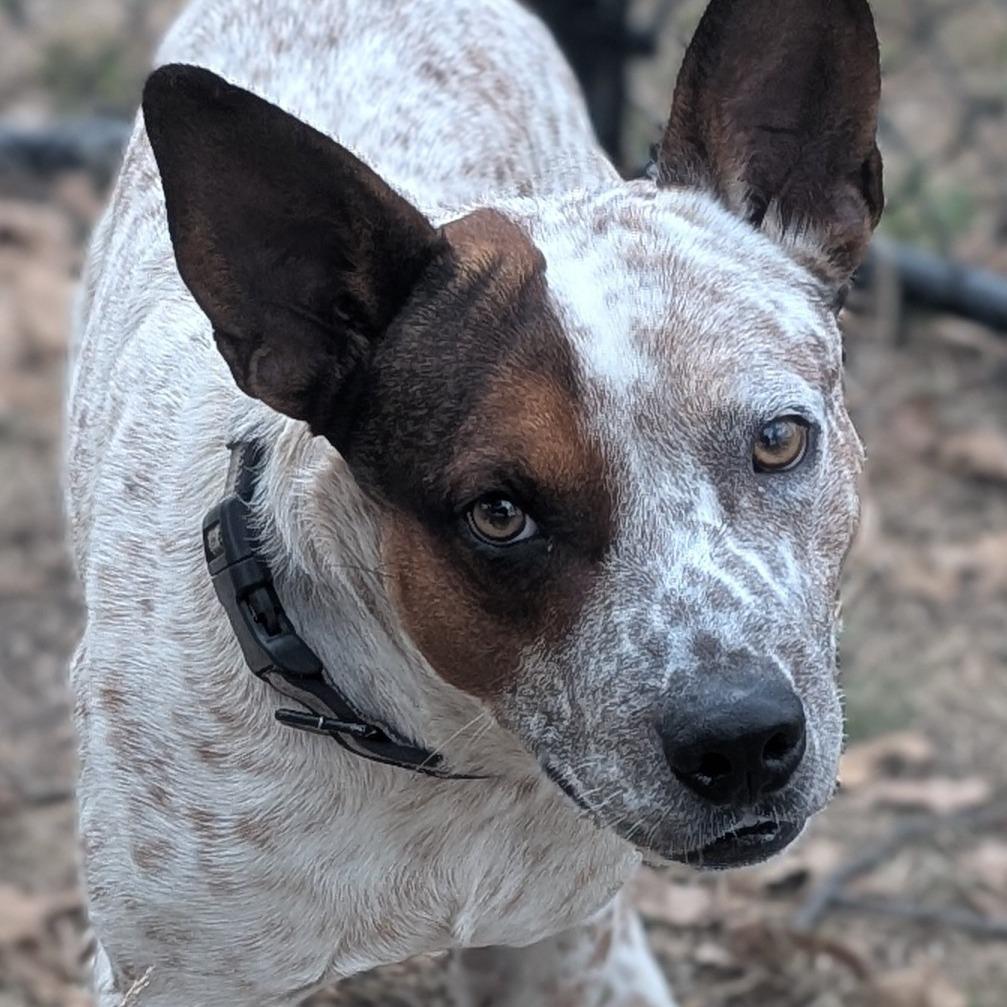 Tucker, Adoptable, Adult Male Cattle Dog & Mixed Breed.