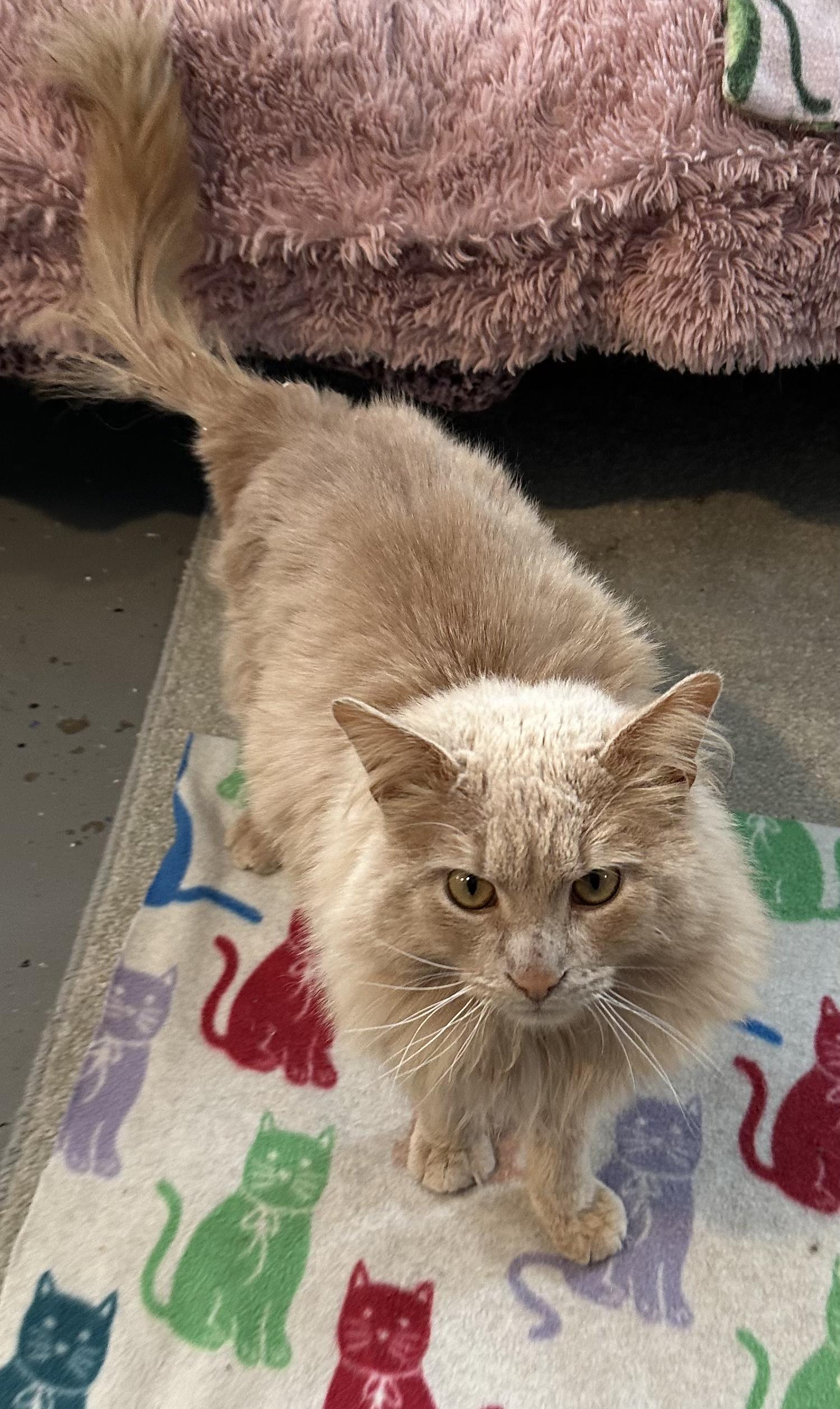 Enlarge Ollie, an adopted Domestic Medium Hair in Landenberg, PA image 2/2