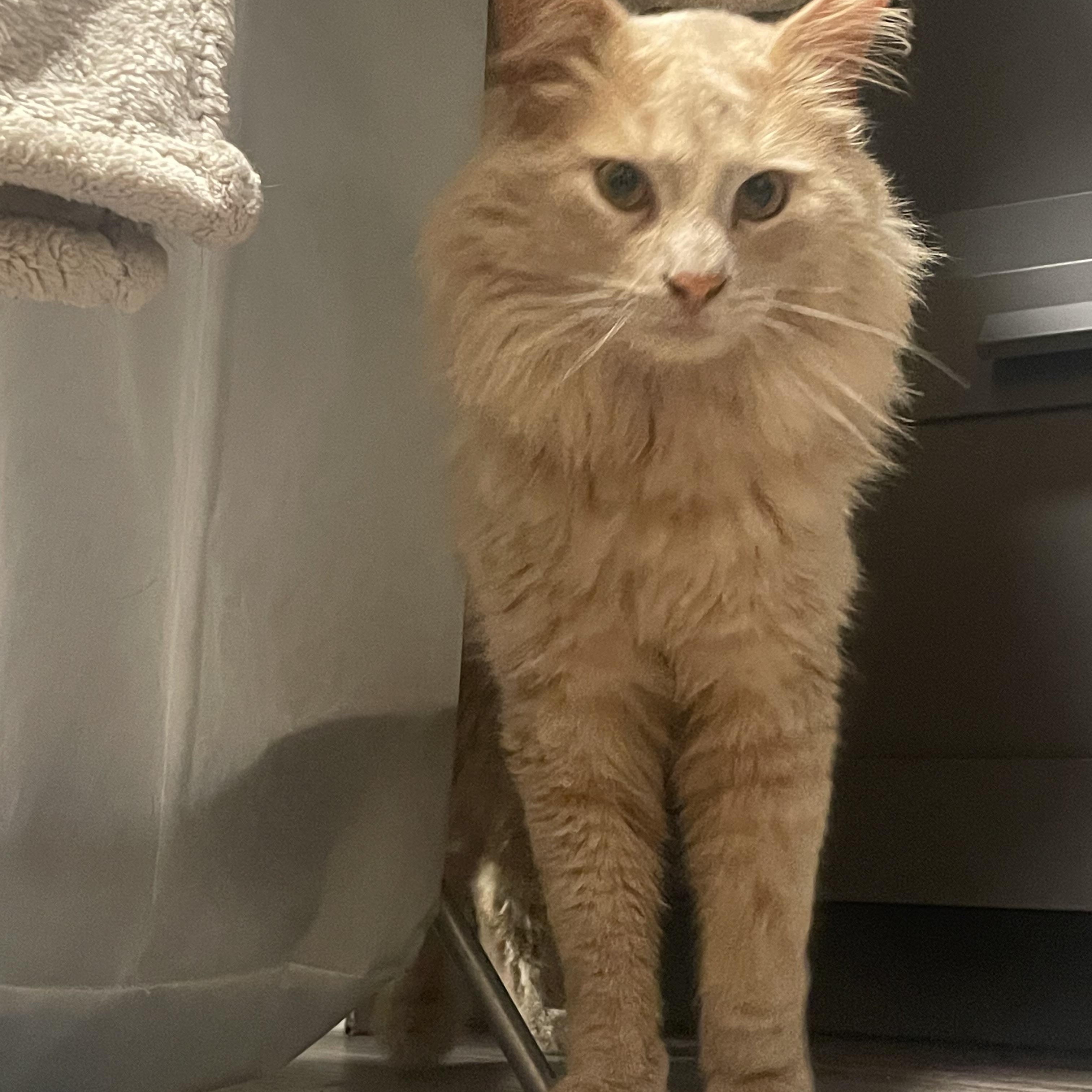 Enlarge Ollie, an adopted Domestic Medium Hair in Landenberg, PA image 1/2