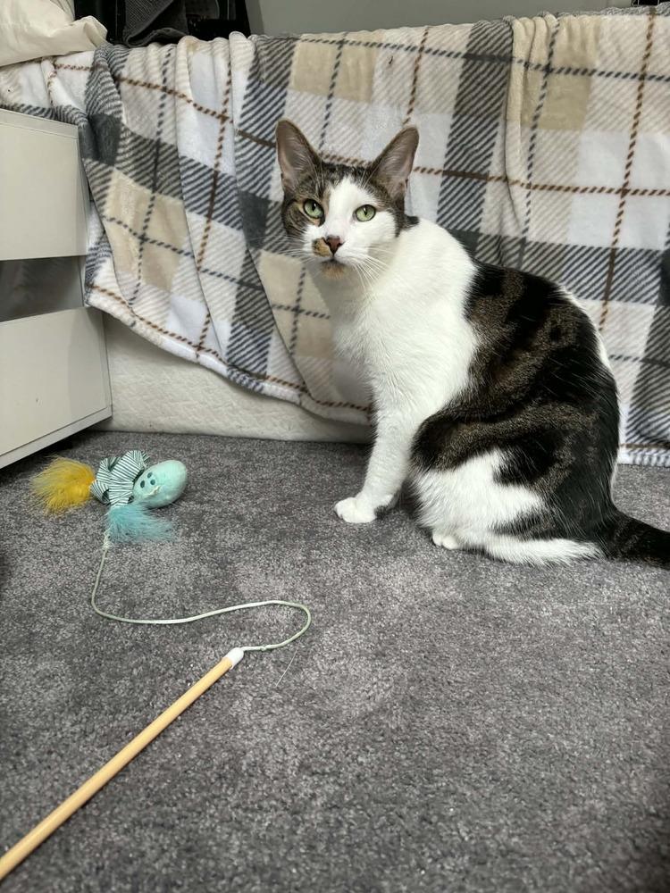 Toast Malone, a Adoptable Domestic Short Hair in Muskegon, MI image 1/5