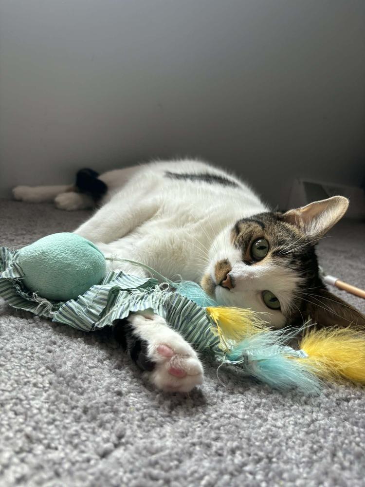 Toast Malone, a Adoptable Domestic Short Hair in Muskegon, MI image 2/5