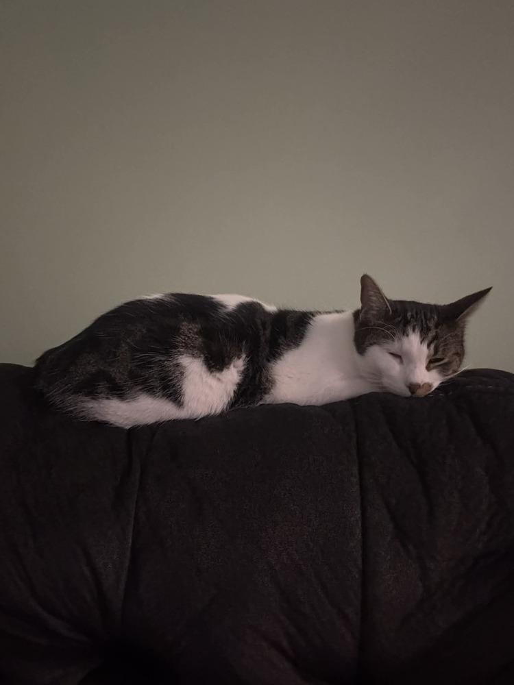 Toast Malone, a Adoptable Domestic Short Hair in Muskegon, MI image 3/5