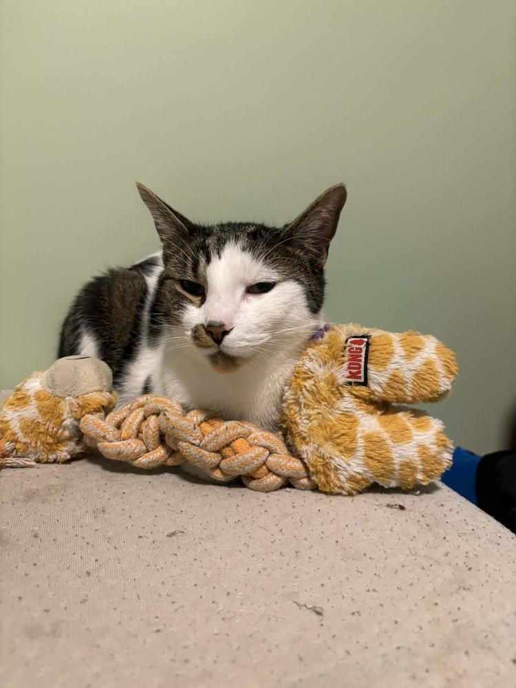 Toast Malone, a Adoptable Domestic Short Hair in Muskegon, MI image 4/5