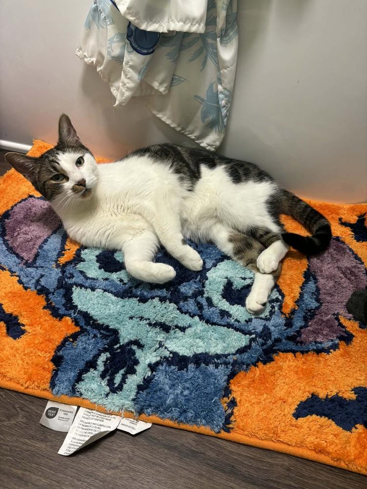 Toast Malone, a Adoptable Domestic Short Hair in Muskegon, MI image 5/5