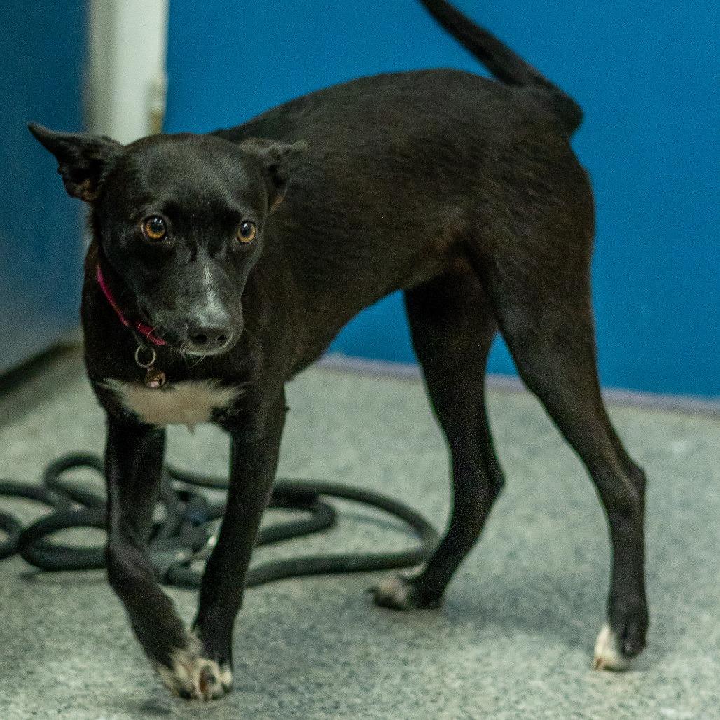 Desi, Adoptable, Puppy Female Cardigan Welsh Corgi & Mixed Breed.