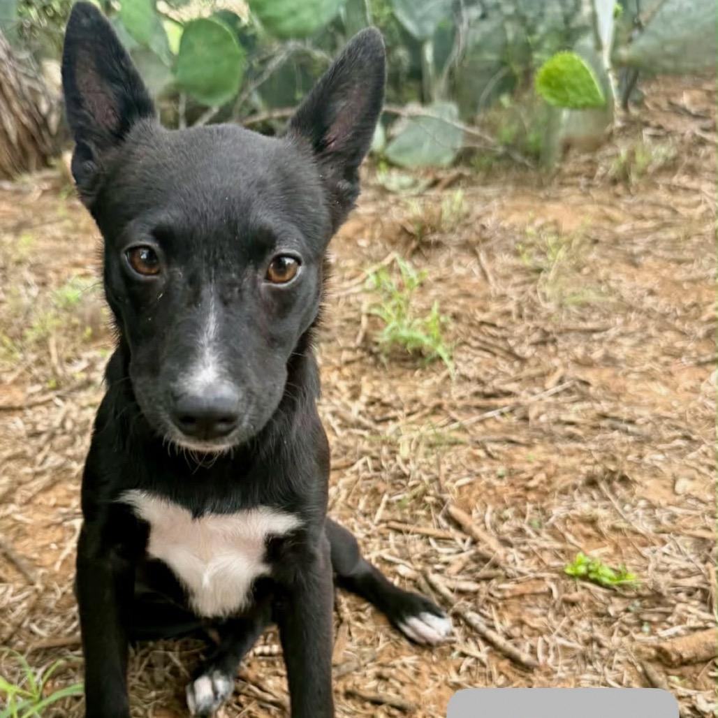 Desi, a Adoptable mixed breed in Chaska, MN image 2/5