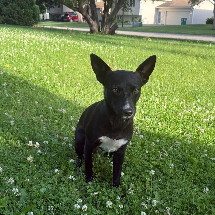 Desi, a Adoptable mixed breed in Chaska, MN image 3/5