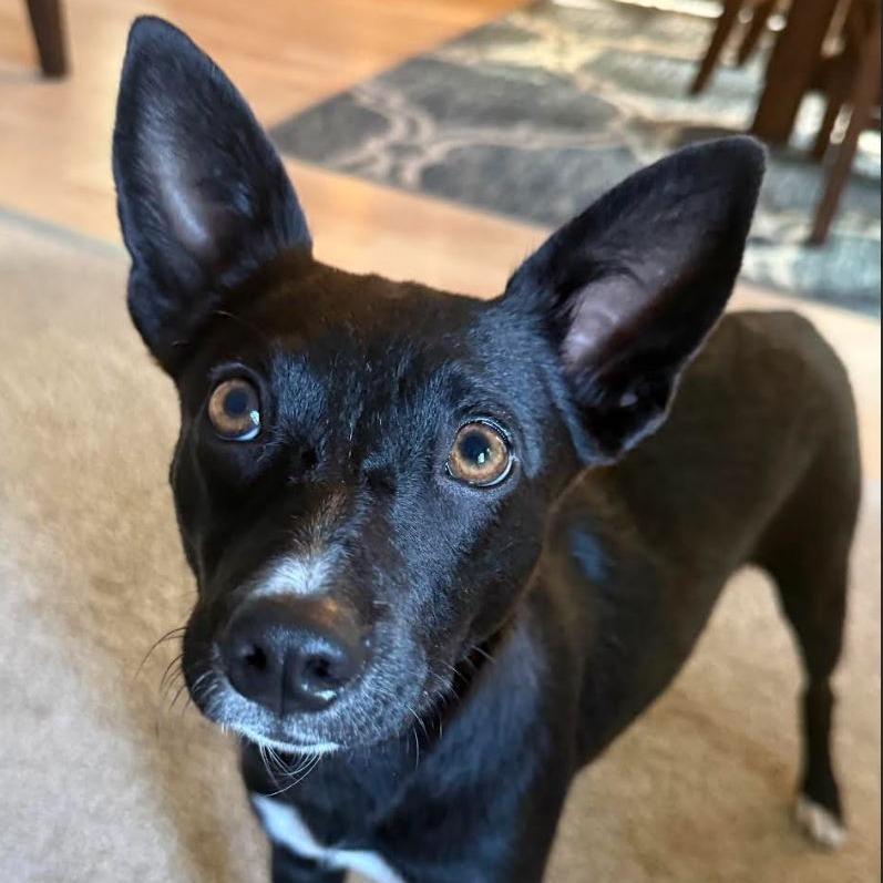 Desi, a Adoptable mixed breed in Chaska, MN image 4/5