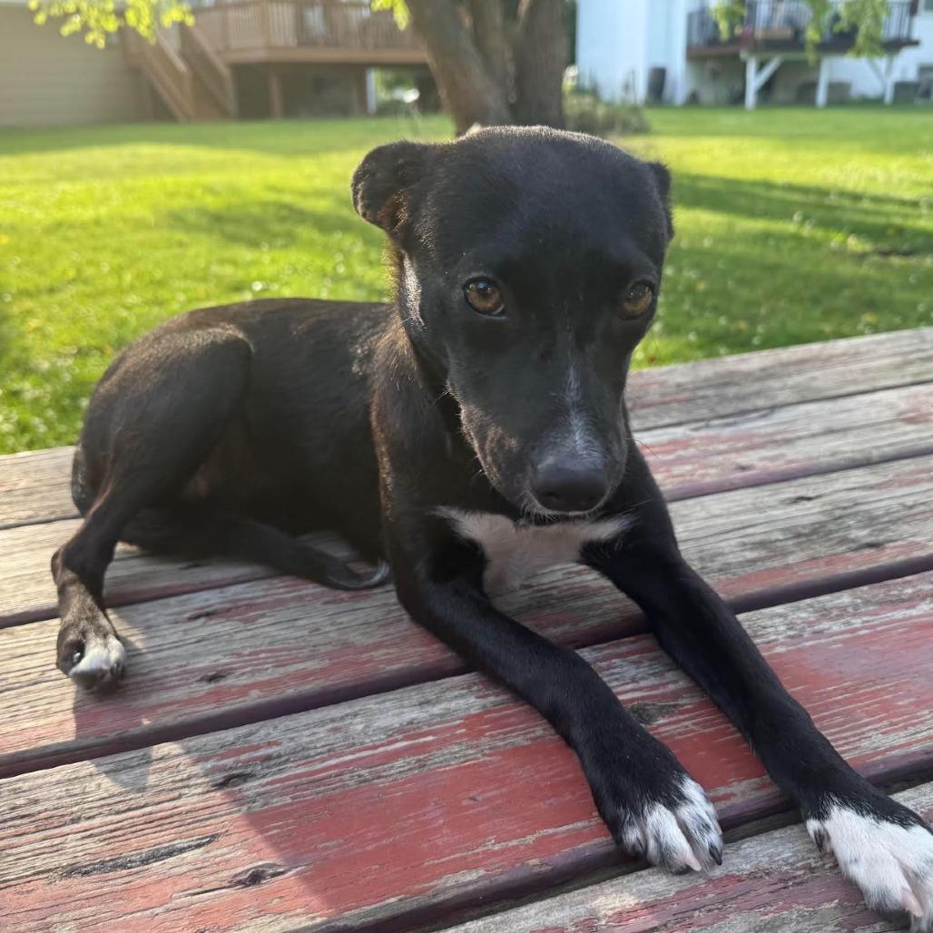 Desi, a Adoptable mixed breed in Chaska, MN image 5/5
