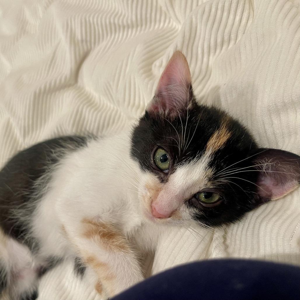 Enlarge Potato, a Adoptable Domestic Short Hair in Santa Rosa, CA image 2/6