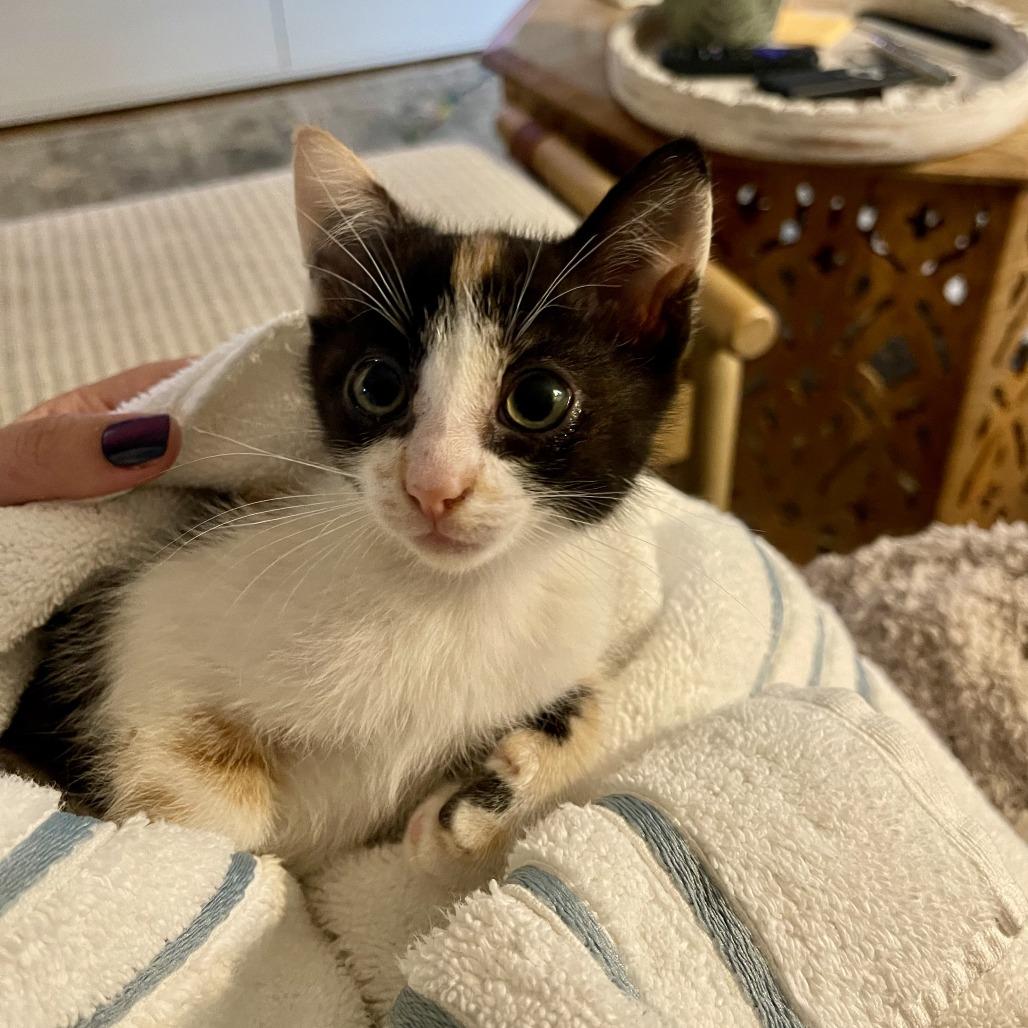Enlarge Potato, a Adoptable Domestic Short Hair in Santa Rosa, CA image 4/6