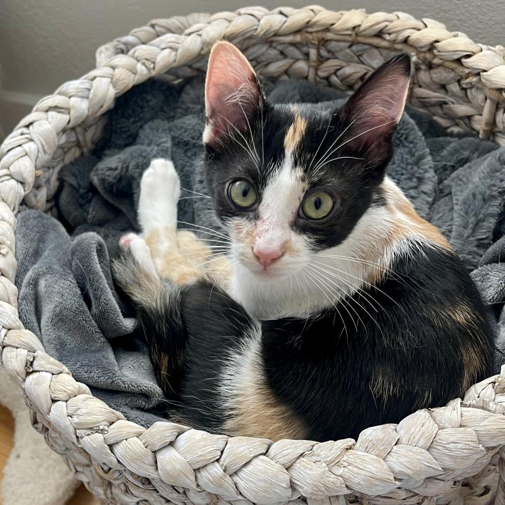 Enlarge Potato, a Adoptable Domestic Short Hair in Santa Rosa, CA image 5/6