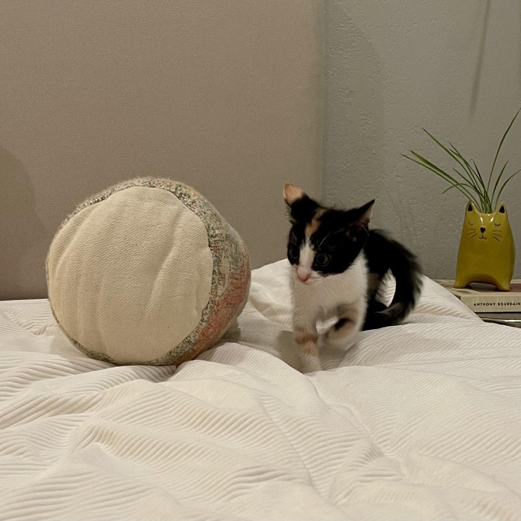 Enlarge Potato, a Adoptable Domestic Short Hair in Santa Rosa, CA image 6/6