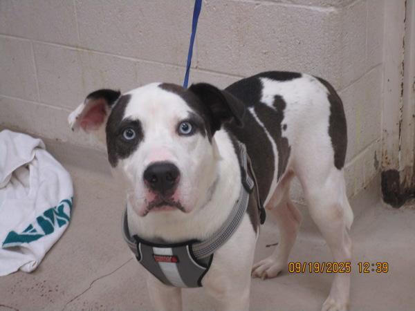 Rylo (881), Adoptable, Adult Male Pit Bull Terrier.