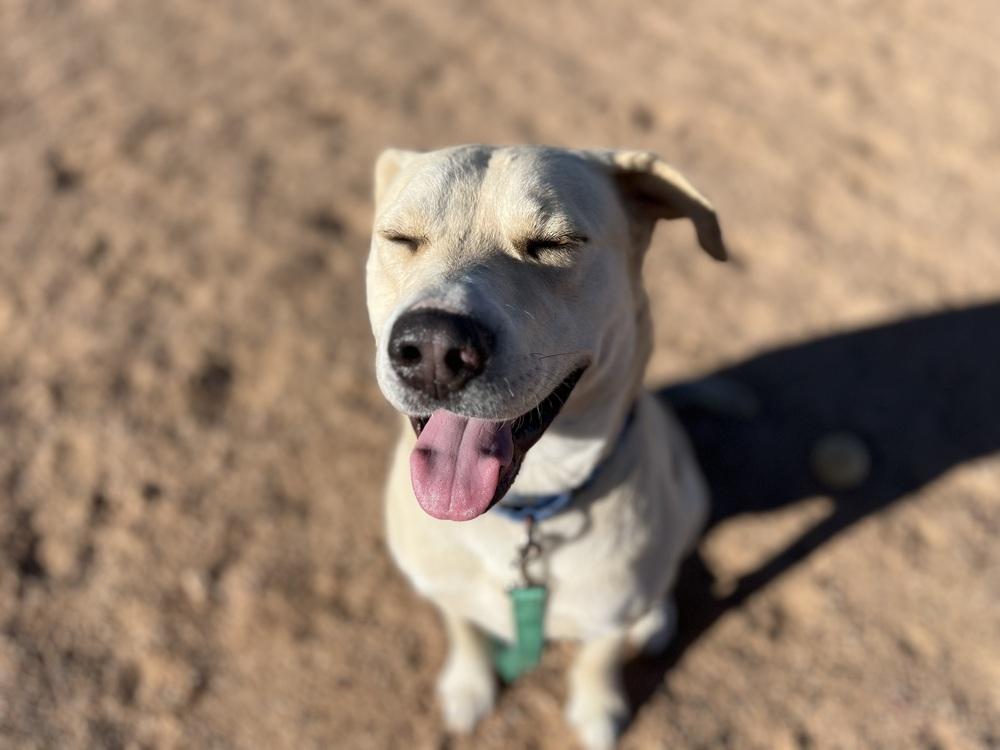 Butch, a Adoptable mixed breed in Mountainair, NM image 1/3