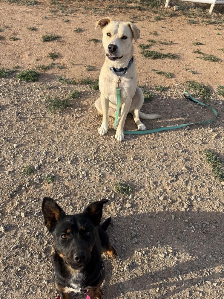 Enlarge Butch, a Adoptable mixed breed in Mountainair, NM image 2/6