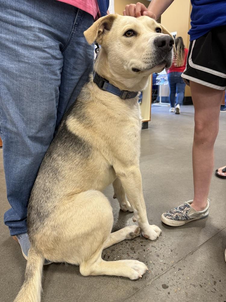 Enlarge Butch, a Adoptable mixed breed in Mountainair, NM image 3/6
