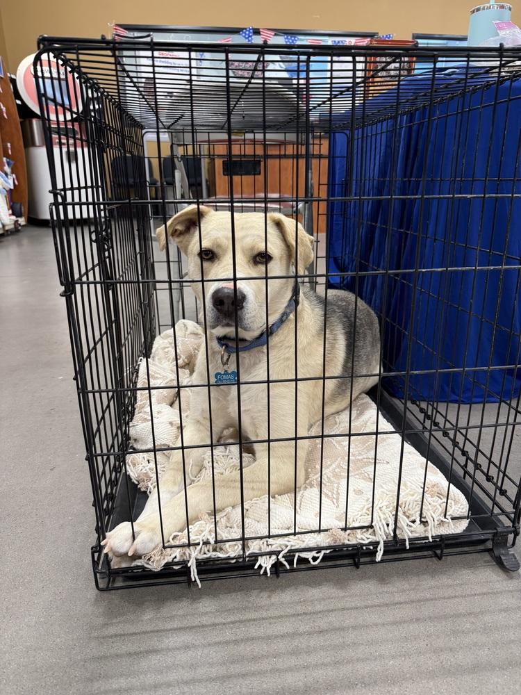 Enlarge Butch, a Adoptable mixed breed in Mountainair, NM image 4/6