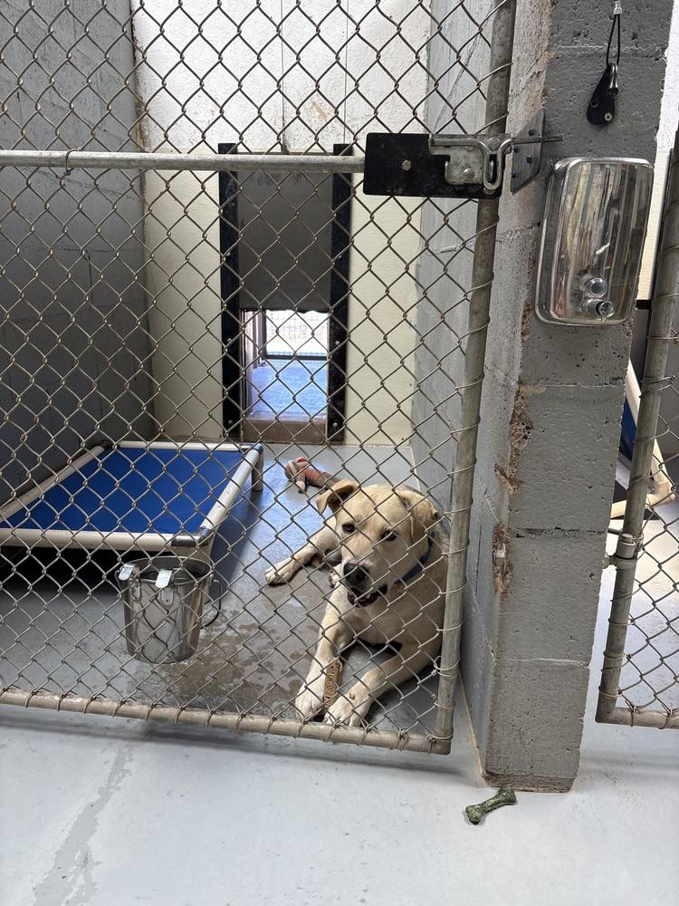 Butch, a Adoptable mixed breed in Mountainair, NM image 2/3