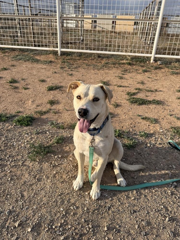 Enlarge Butch, a Adoptable mixed breed in Mountainair, NM image 5/6